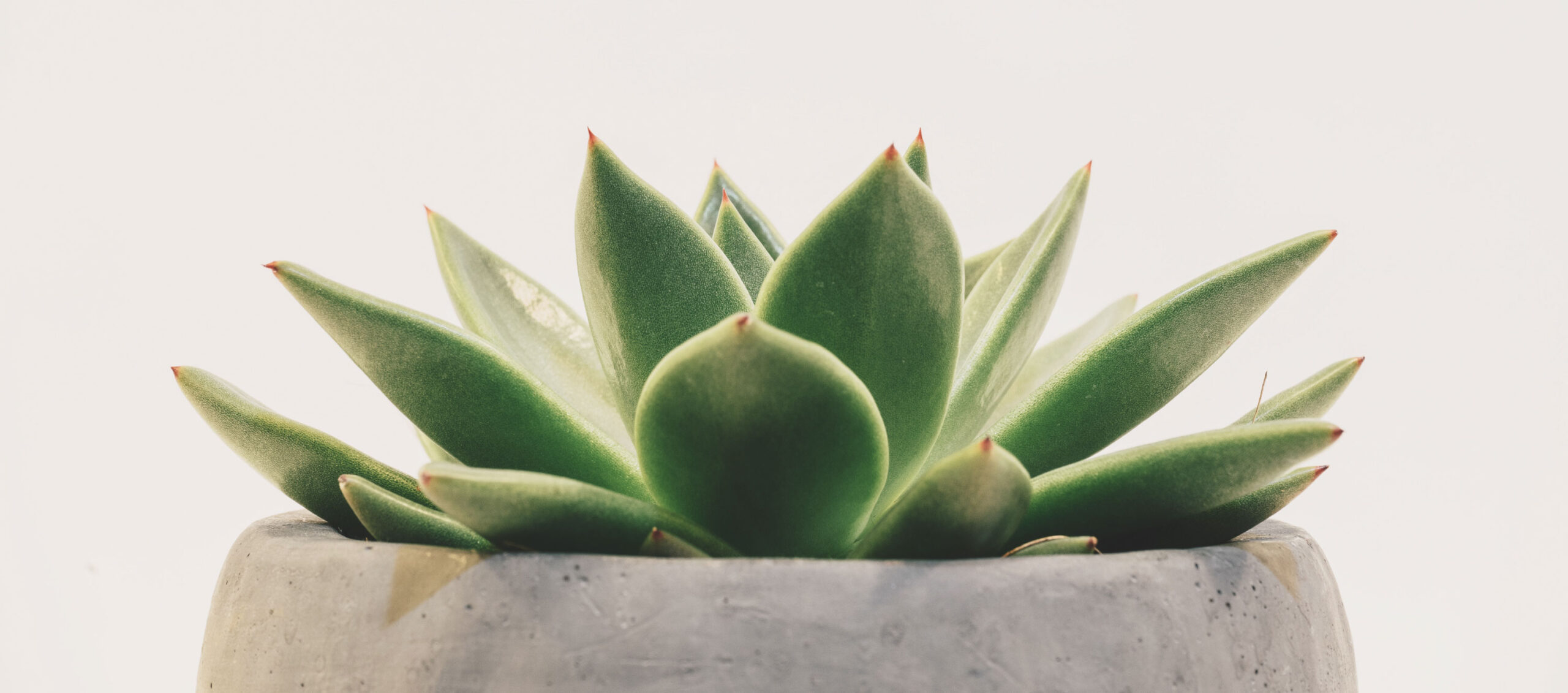 Close up of a succulent in a grey pot